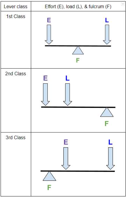 3 classes of levers worksheet
