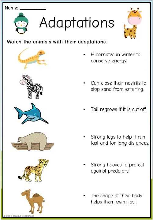 adaptation and survival worksheets adaptation and survival worksheets