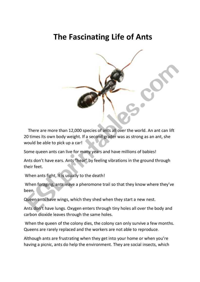 all about ants worksheet