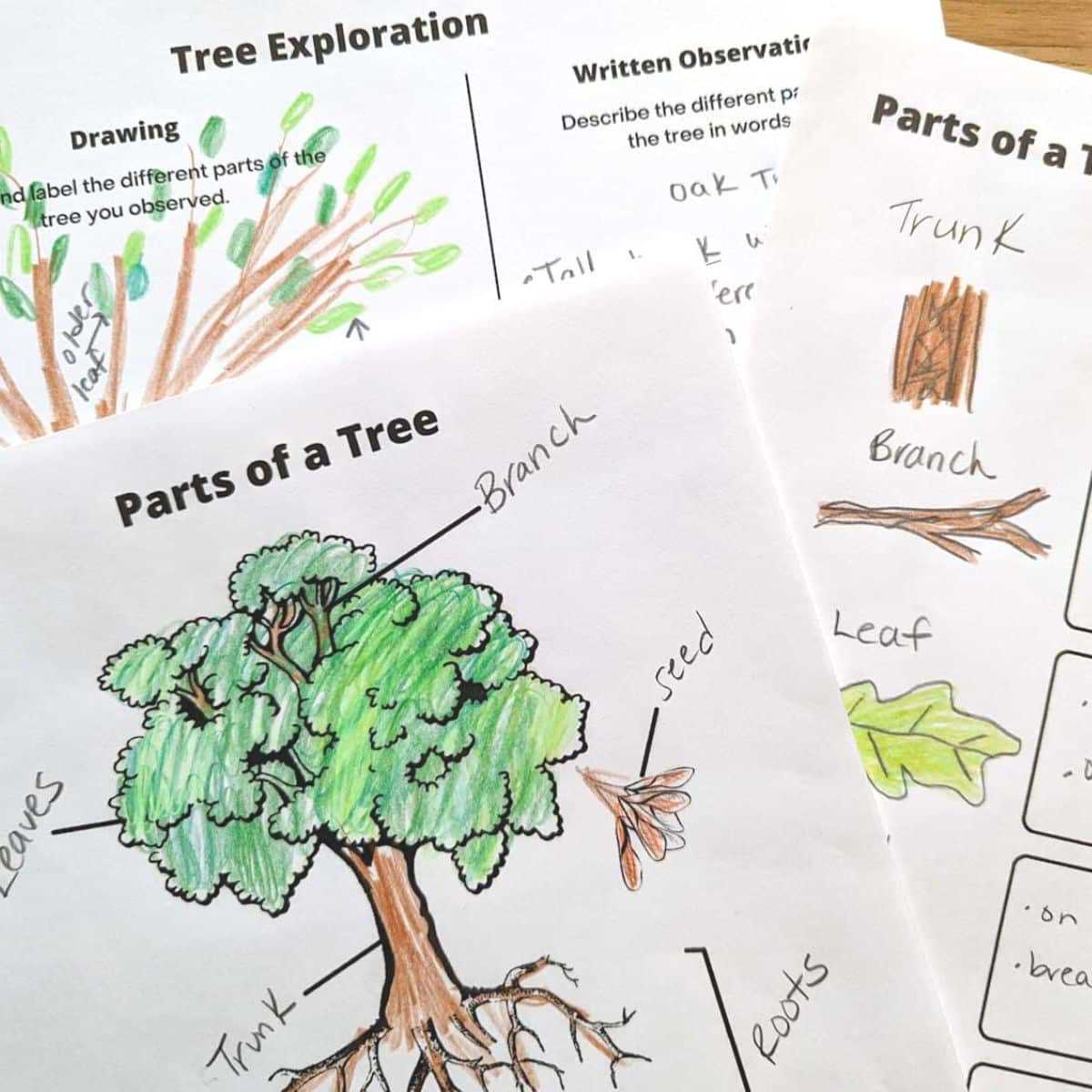 all about trees worksheet