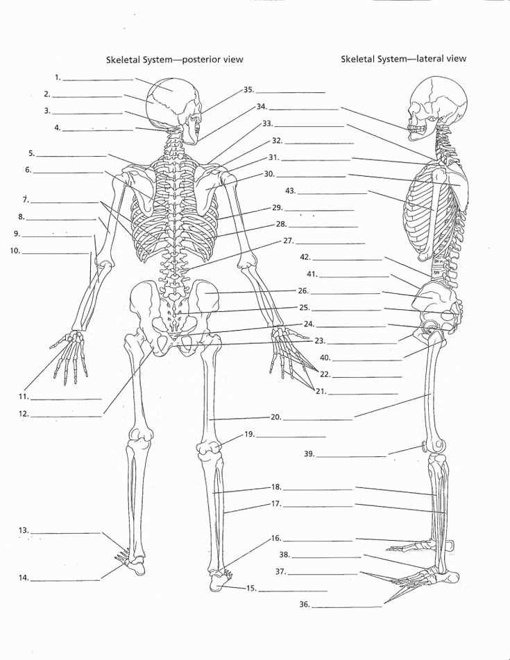 anatomy blank worksheets