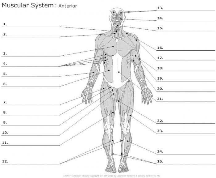 anatomy blank worksheets