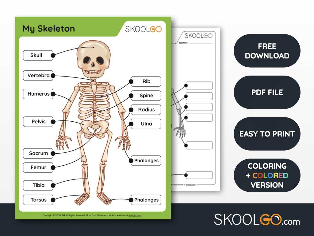 anatomy of a bone worksheet