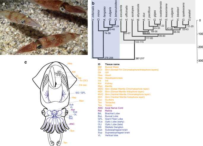 anatomy of a squid worksheet science from scratch