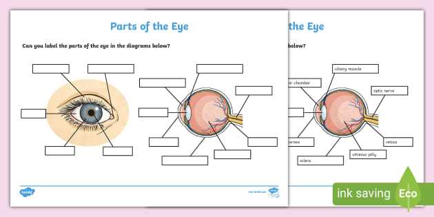 anatomy of the eye coloring worksheet