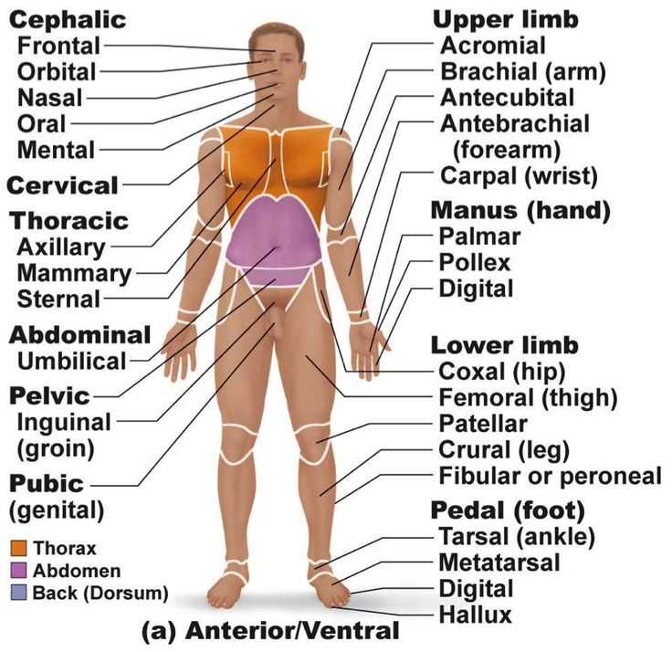 anatomy regional terms worksheet anatomy regional terms worksheet