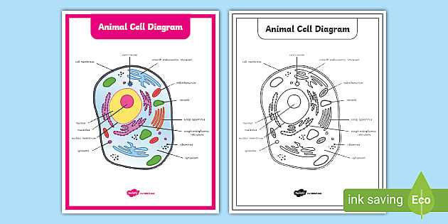animal cell worksheet elementary