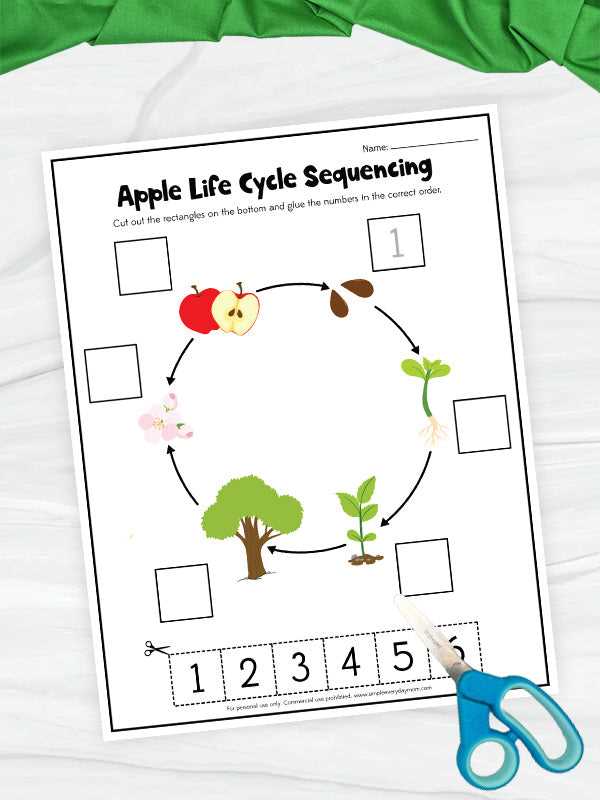 apple tree life cycle worksheet