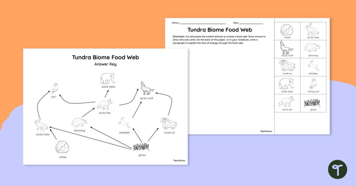 arctic food web worksheet