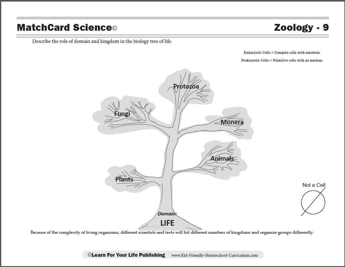 biological classification worksheet key