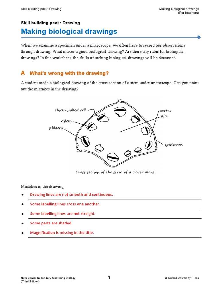 biological drawings worksheet