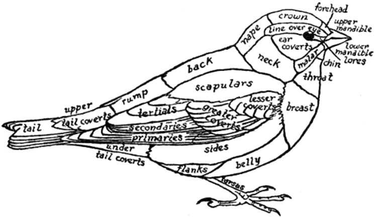 bird topography worksheet