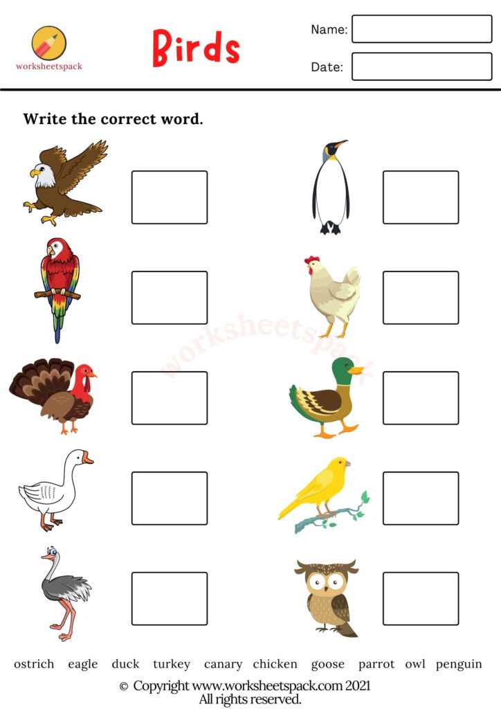 bird worksheet