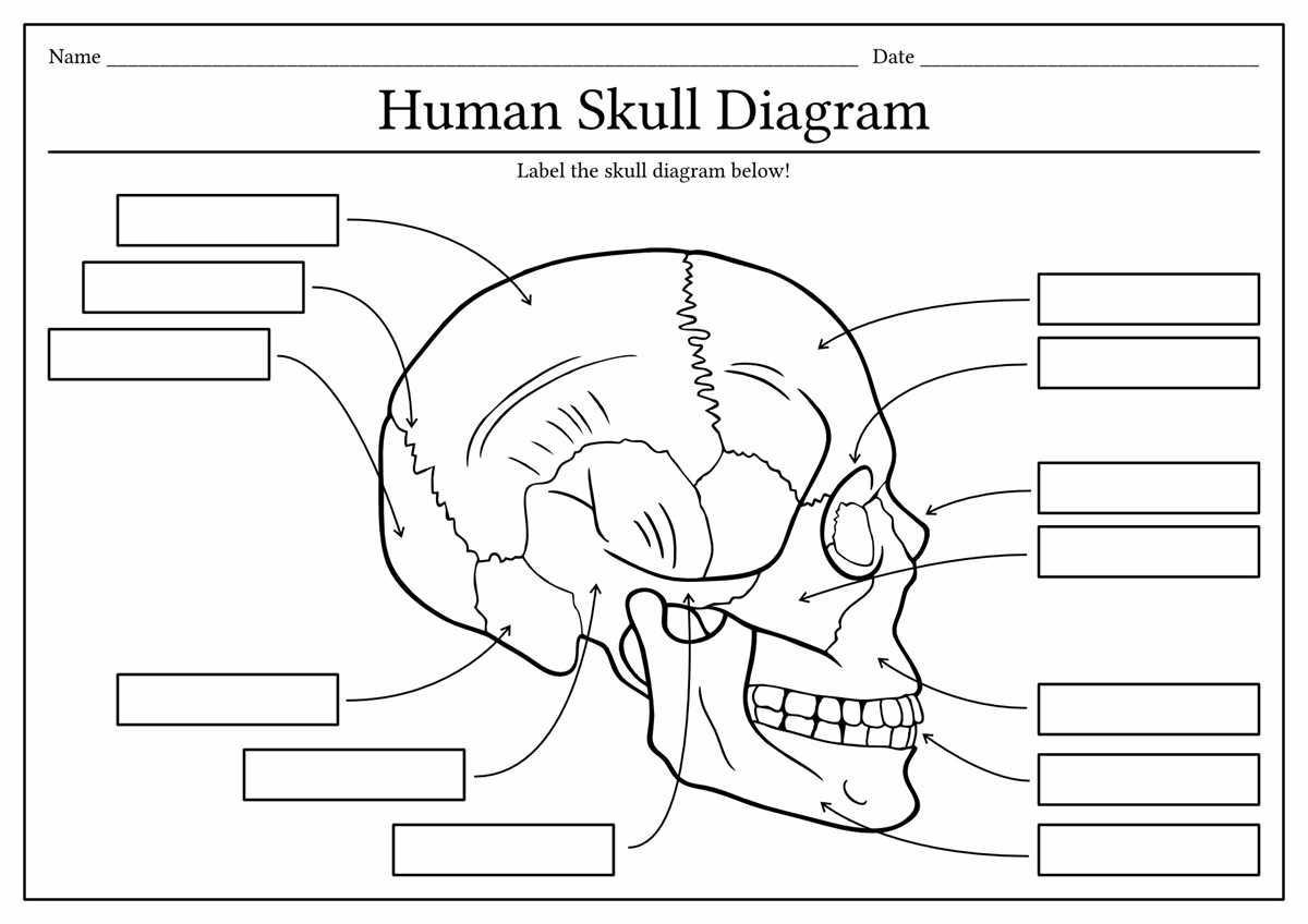 blank bone worksheets