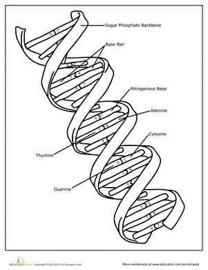 blank dna worksheet