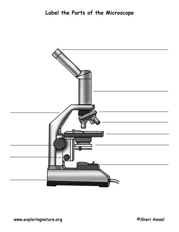 blank microscope diagram worksheet