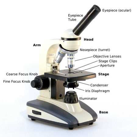 blank microscope parts worksheet