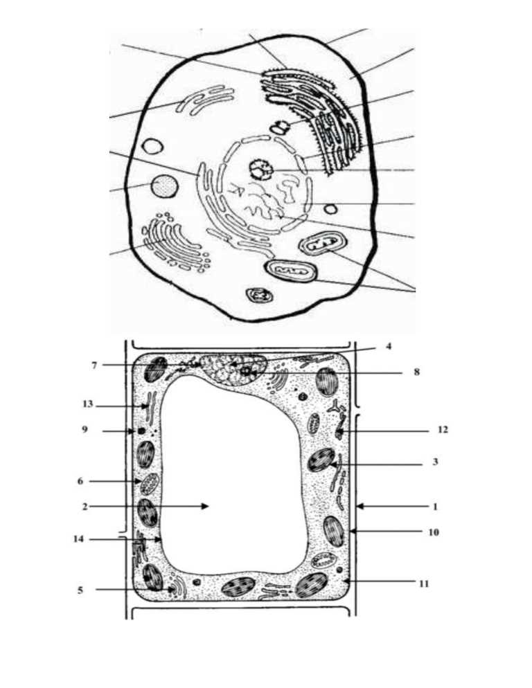 blank plant cell diagram worksheet