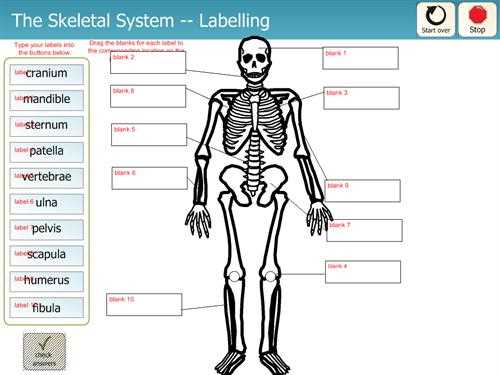 blank skeleton to label worksheet