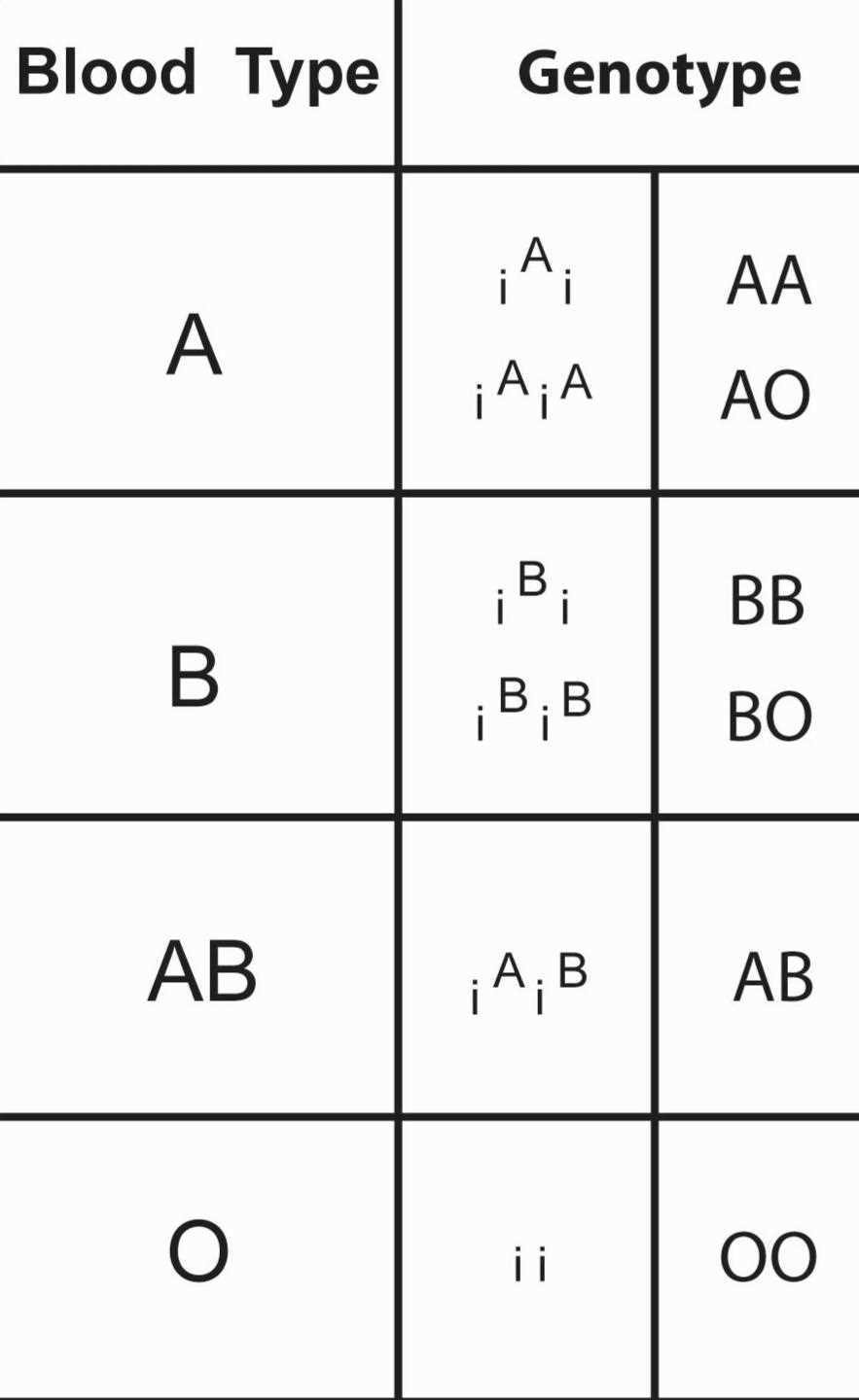 blood types multiple alleles and codominance worksheet