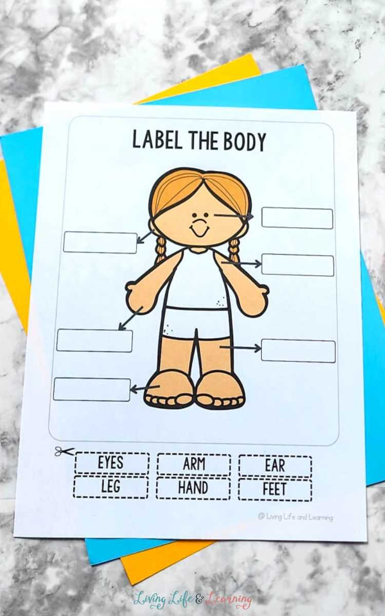 body part worksheet