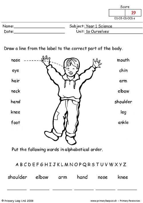 body parts and functions worksheet