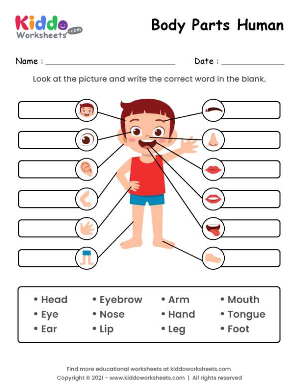 body parts for kids worksheet