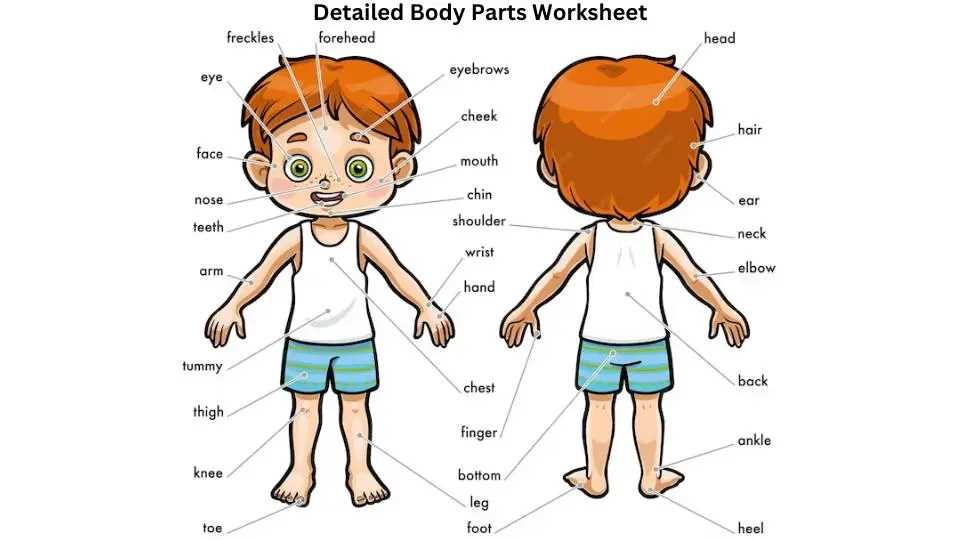 body parts functions worksheet