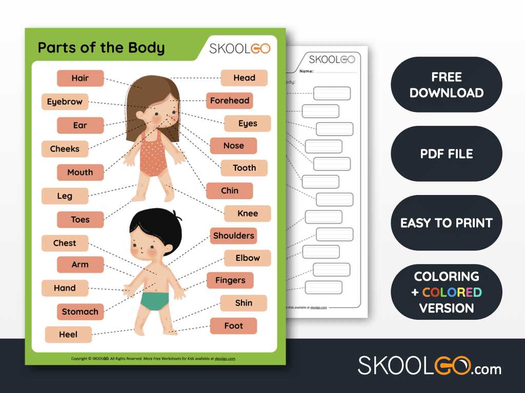 body parts functions worksheet