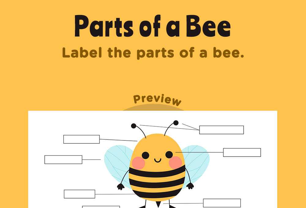body parts of a bee worksheet
