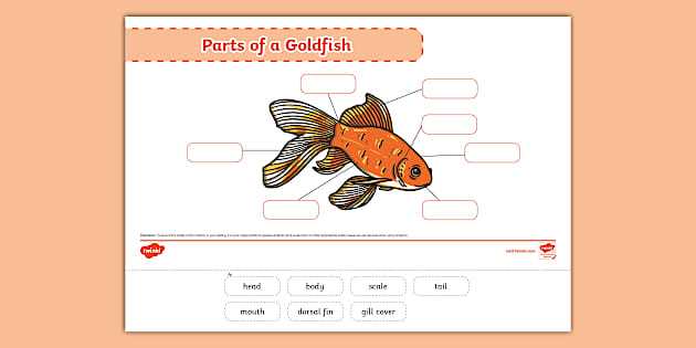 body parts of a fish worksheet