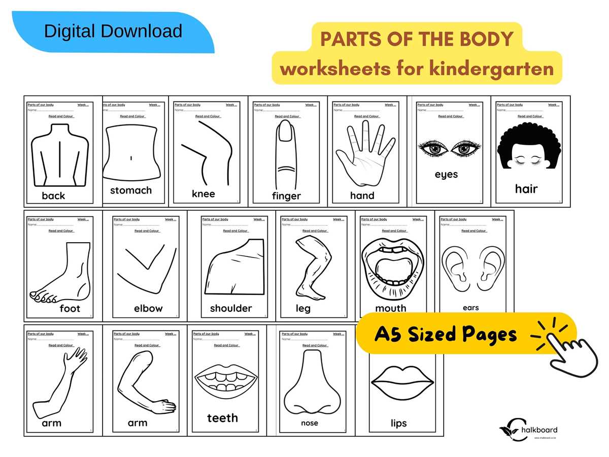body parts printable worksheets for preschoolers