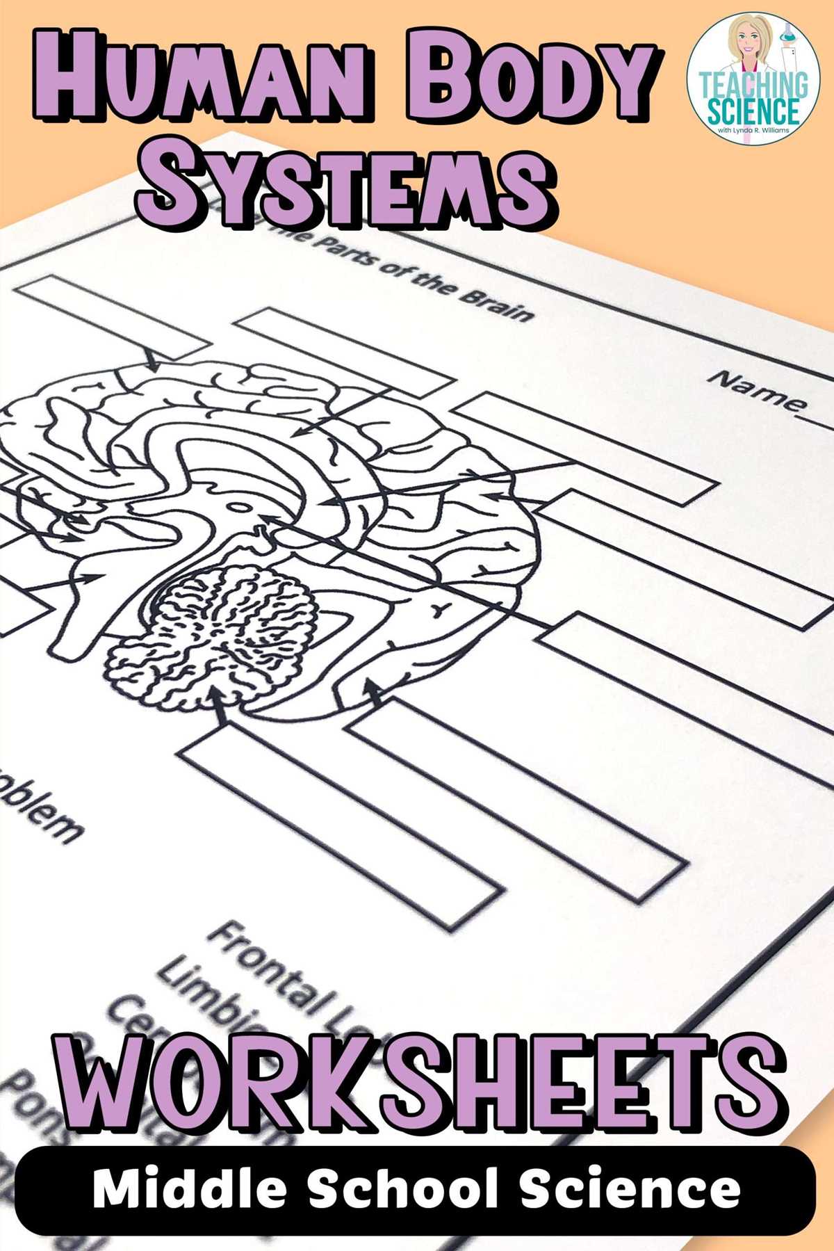 body systems worksheet
