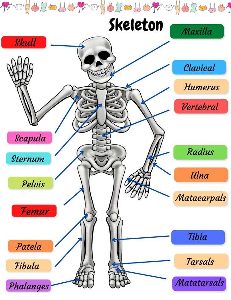 bone worksheet labeling