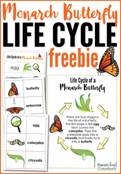 butterfly life cycle worksheet for kids