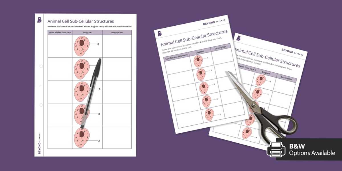 can you identify these cell structures worksheet