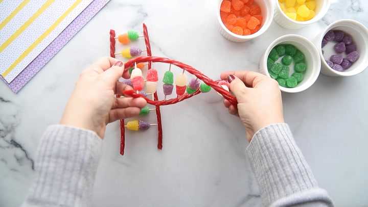candy dna model worksheet