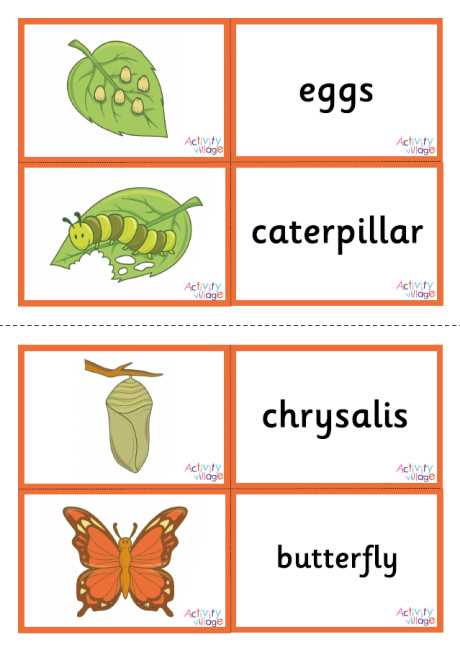 caterpillar cycle worksheet