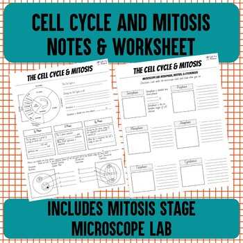 cell cycle and mitosis worksheet packet