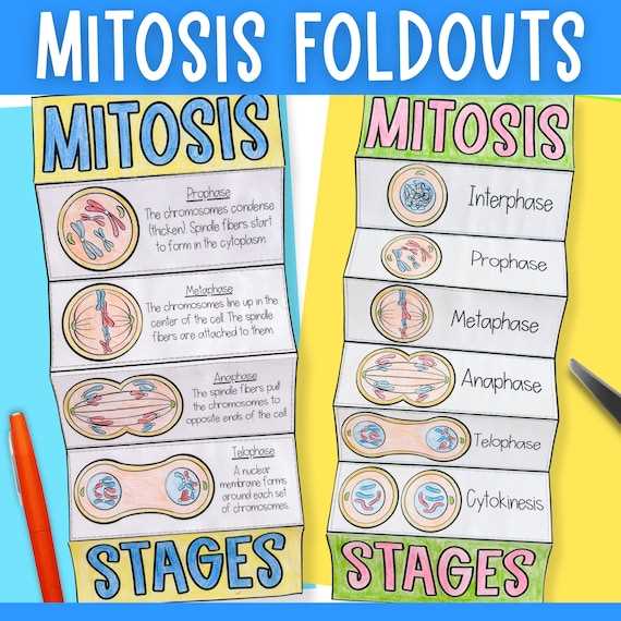 cell cycle mitosis worksheet