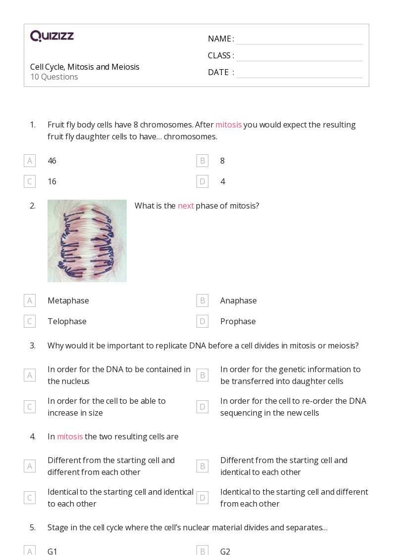 cell cycle worksheets