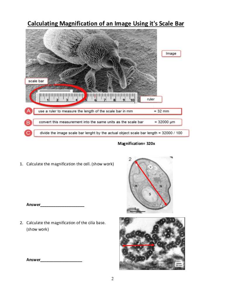 cell magnification worksheet