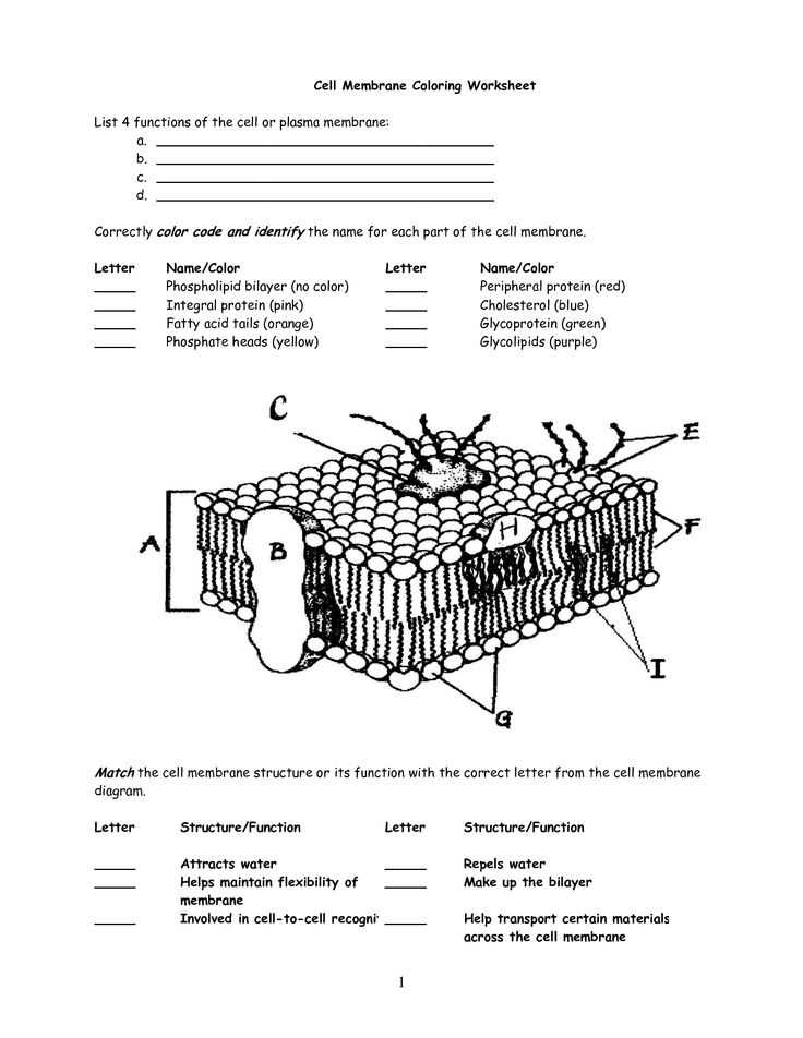 cell membrane transport worksheet