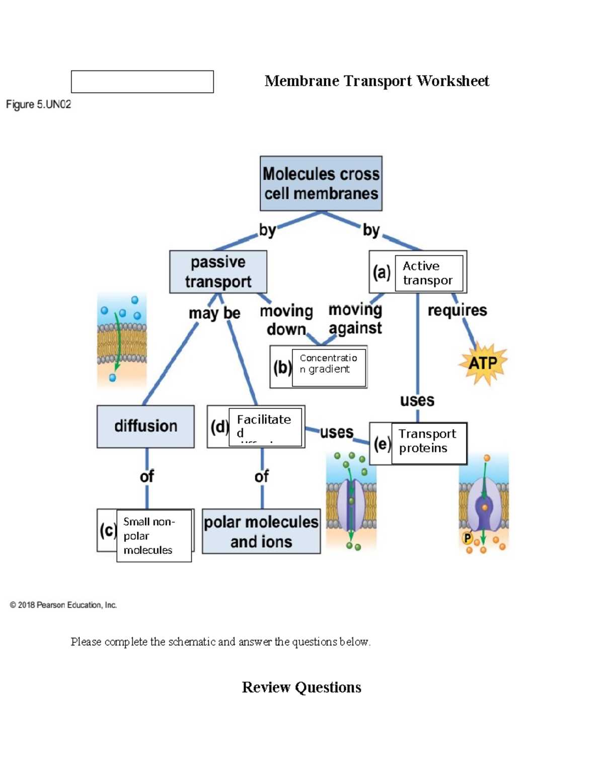 cell membrane transport worksheet