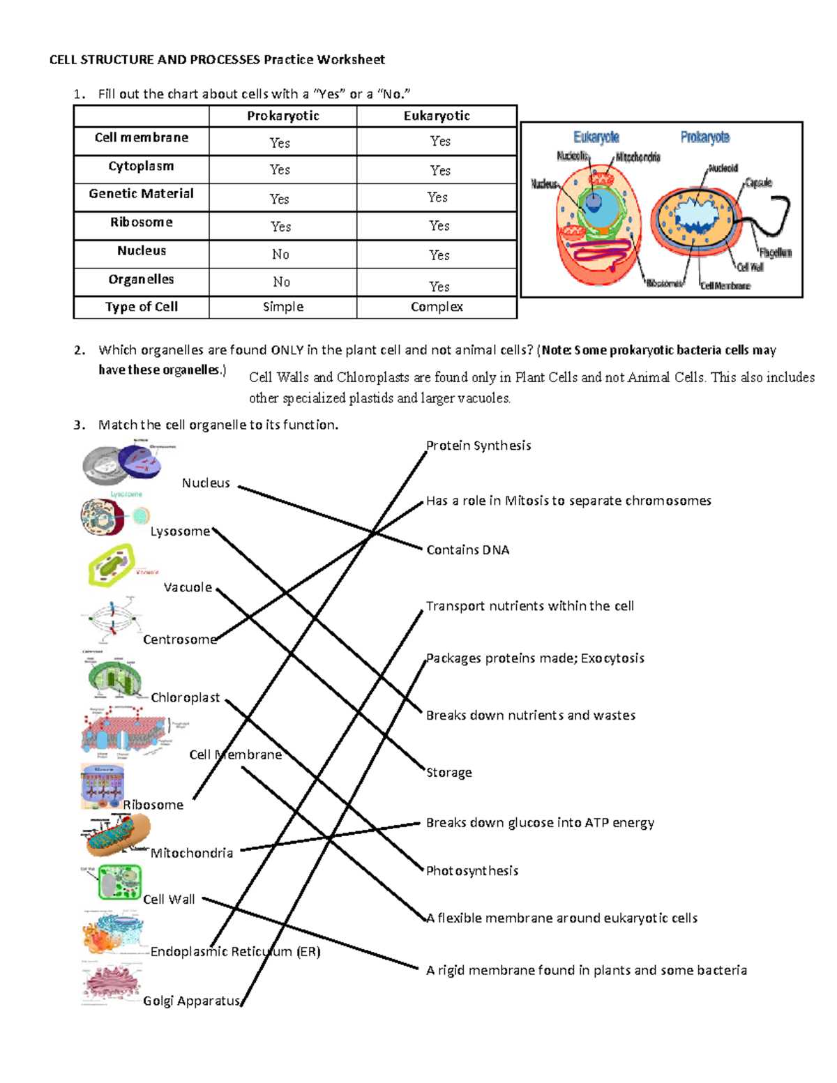 cell organelle review worksheet