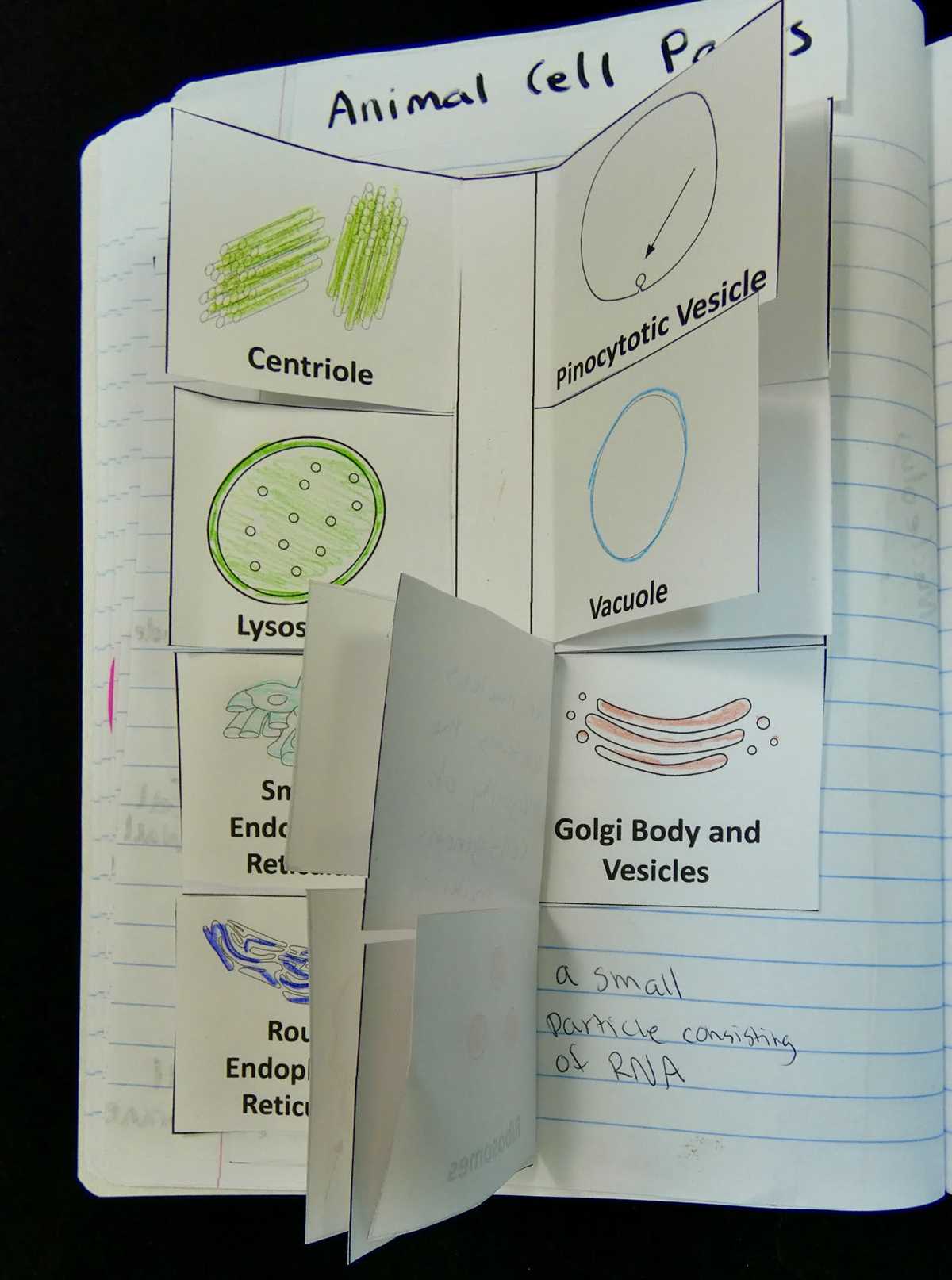 cell organelle worksheets