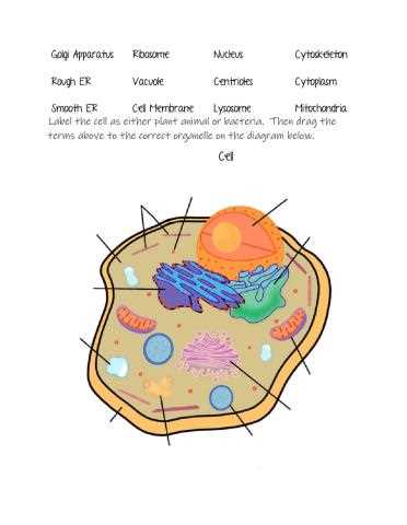 cell organelles worksheet biology