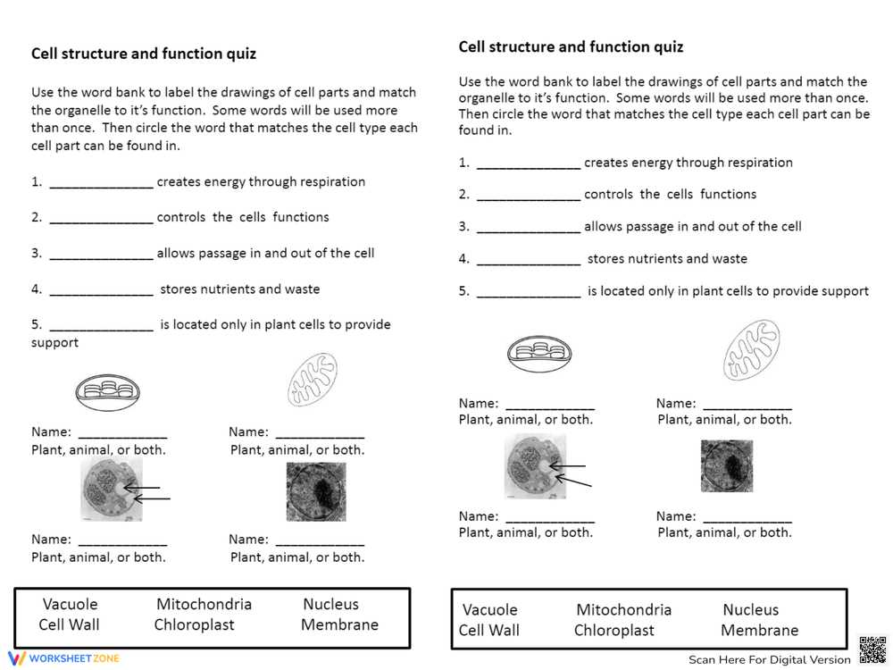 cell structure and functions activity worksheet