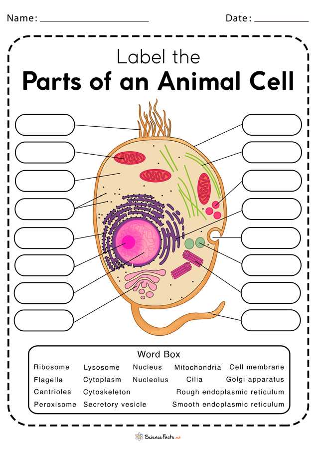 cell structure worksheet