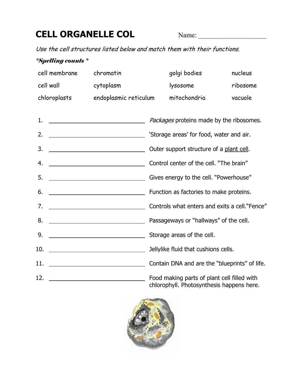 cell structures and organelles worksheet